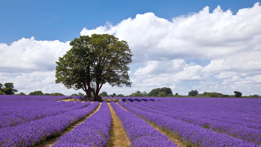 Discover the Magic of Lavender: Ontario's 2024 Lavender Festivals